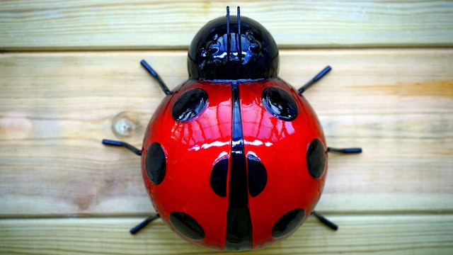 Bug in a leaf
